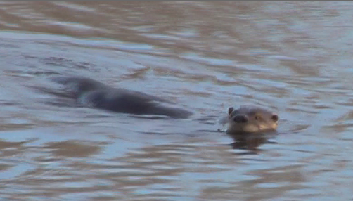 otter March 17, 2013
